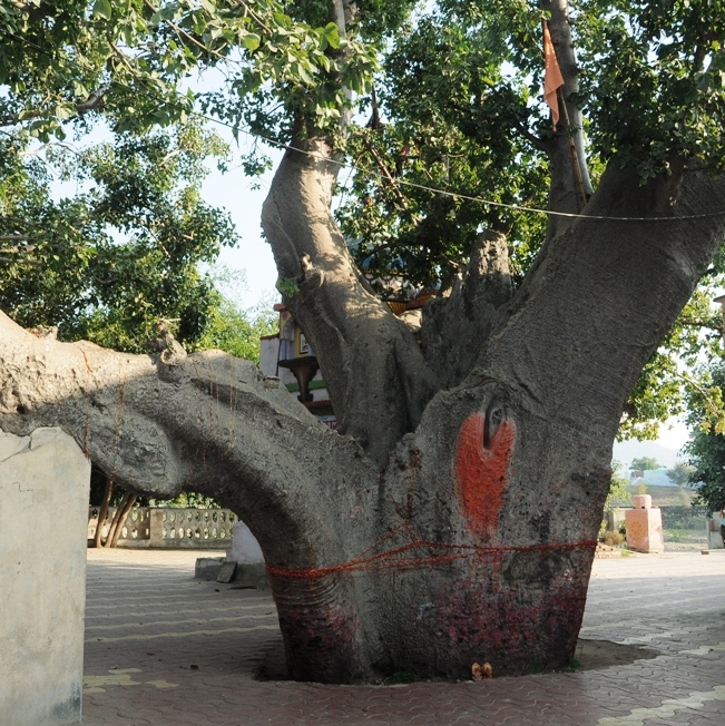 Kalpavriksha Tree, Bilara, Rajasthan